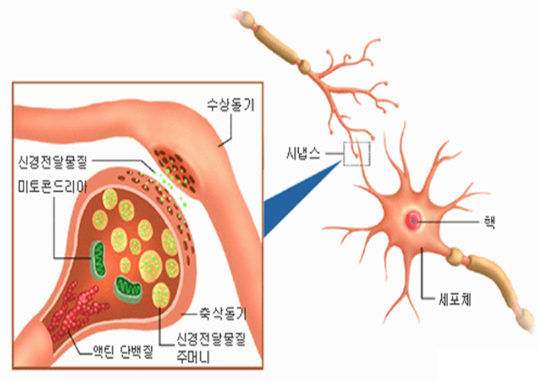 인간의 두뇌